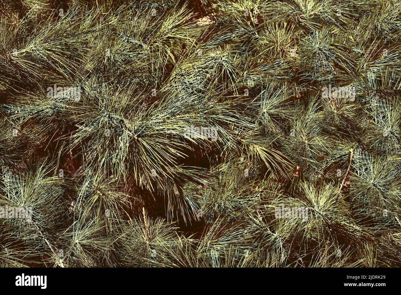 Weihnachtsbäume.viele grüne Fichtenzweige mit kleinen Zapfen. Stockfoto