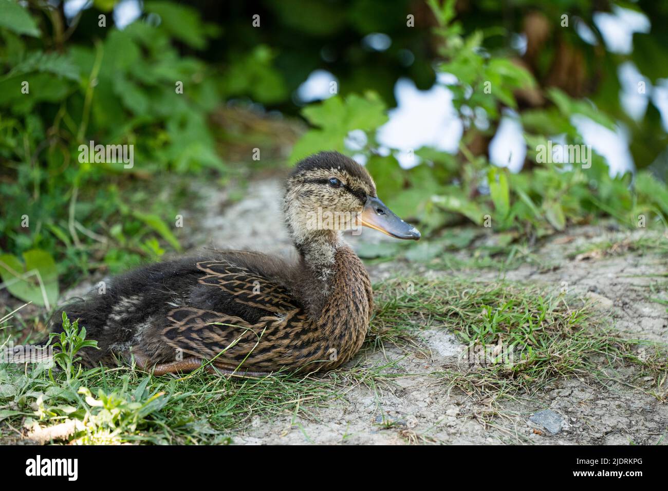 Porträt einer weiblichen, jungen Stockente. Am Ufer liegend Stockfoto