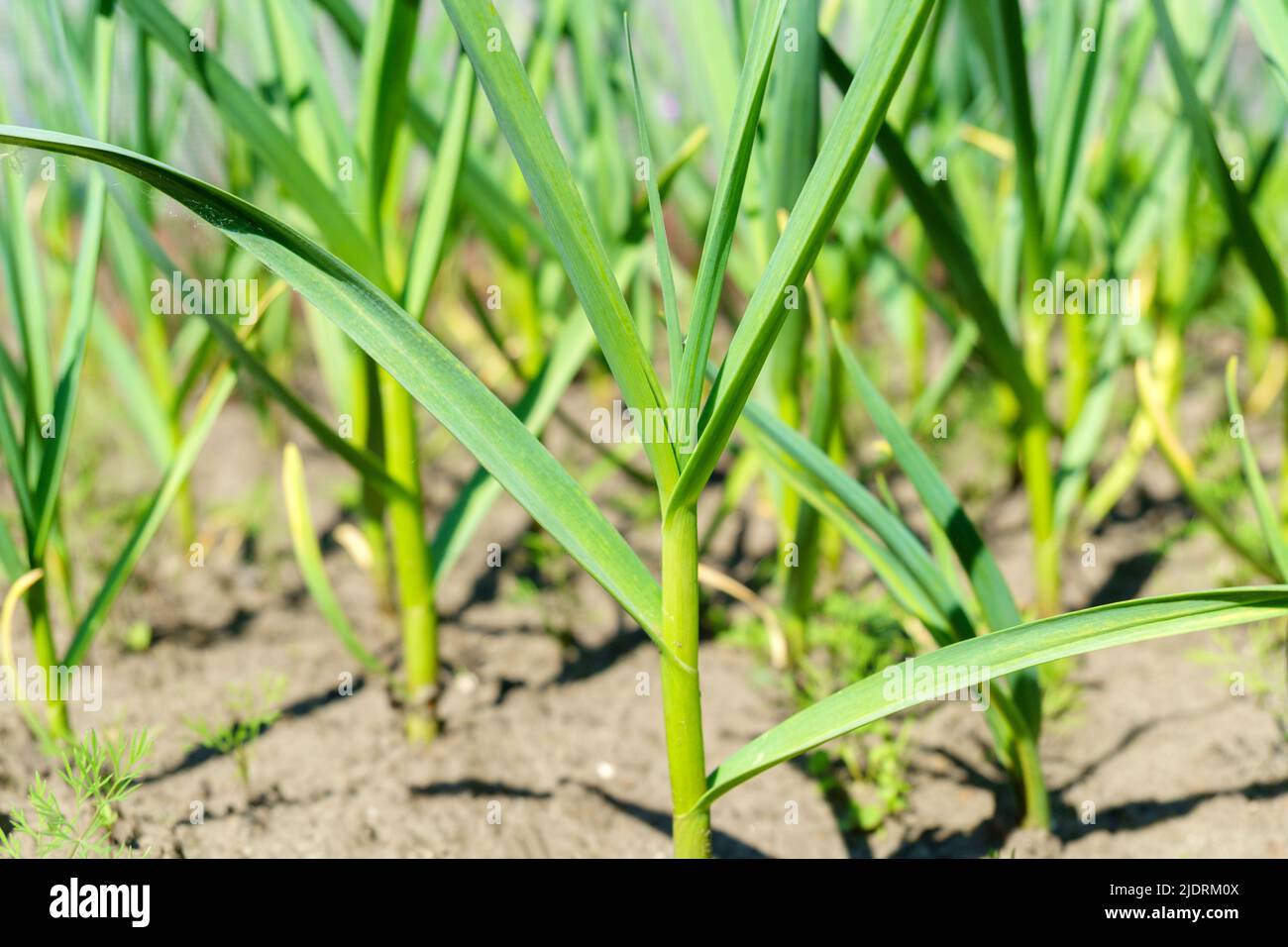 Bio-Grünsprossen aus Knoblauch im Garten. Gemüse wächst im Boden. Ernte frische Kräuter Stockfoto