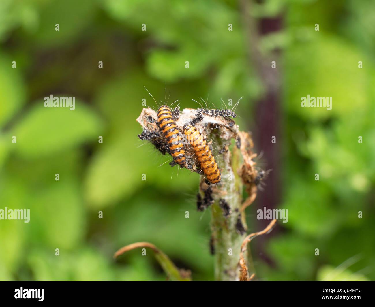 Kannibalismus unter den Raupen des Cinnabar-Schmetterlings Stockfoto