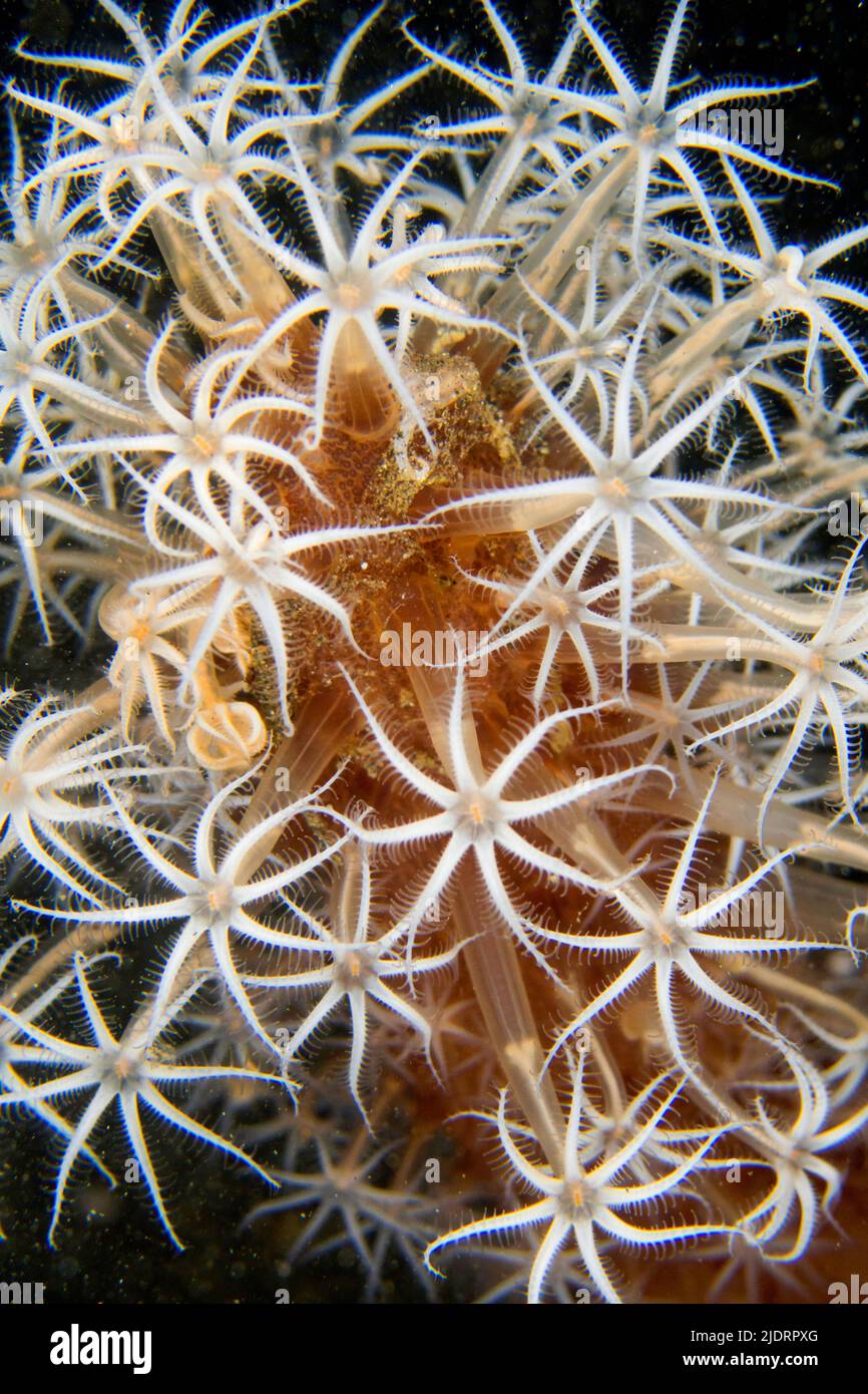 Sea Pen, Cavernularia obesa, Coral Reef, Lembeh, North Sulawesi, Indonesien, Asien Stockfoto