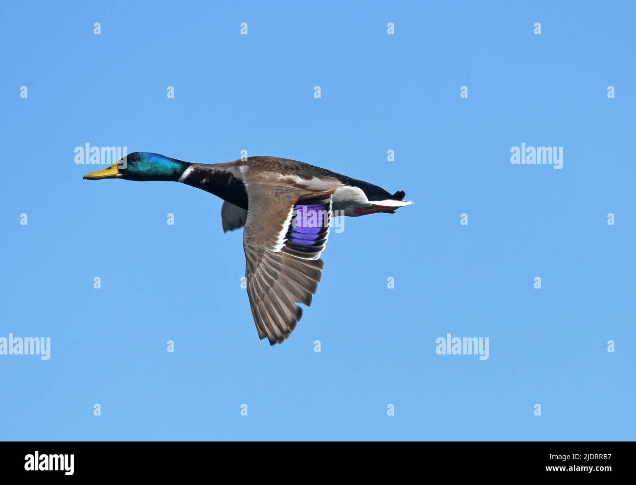 Mallard - Männchen fliegen Stockfoto