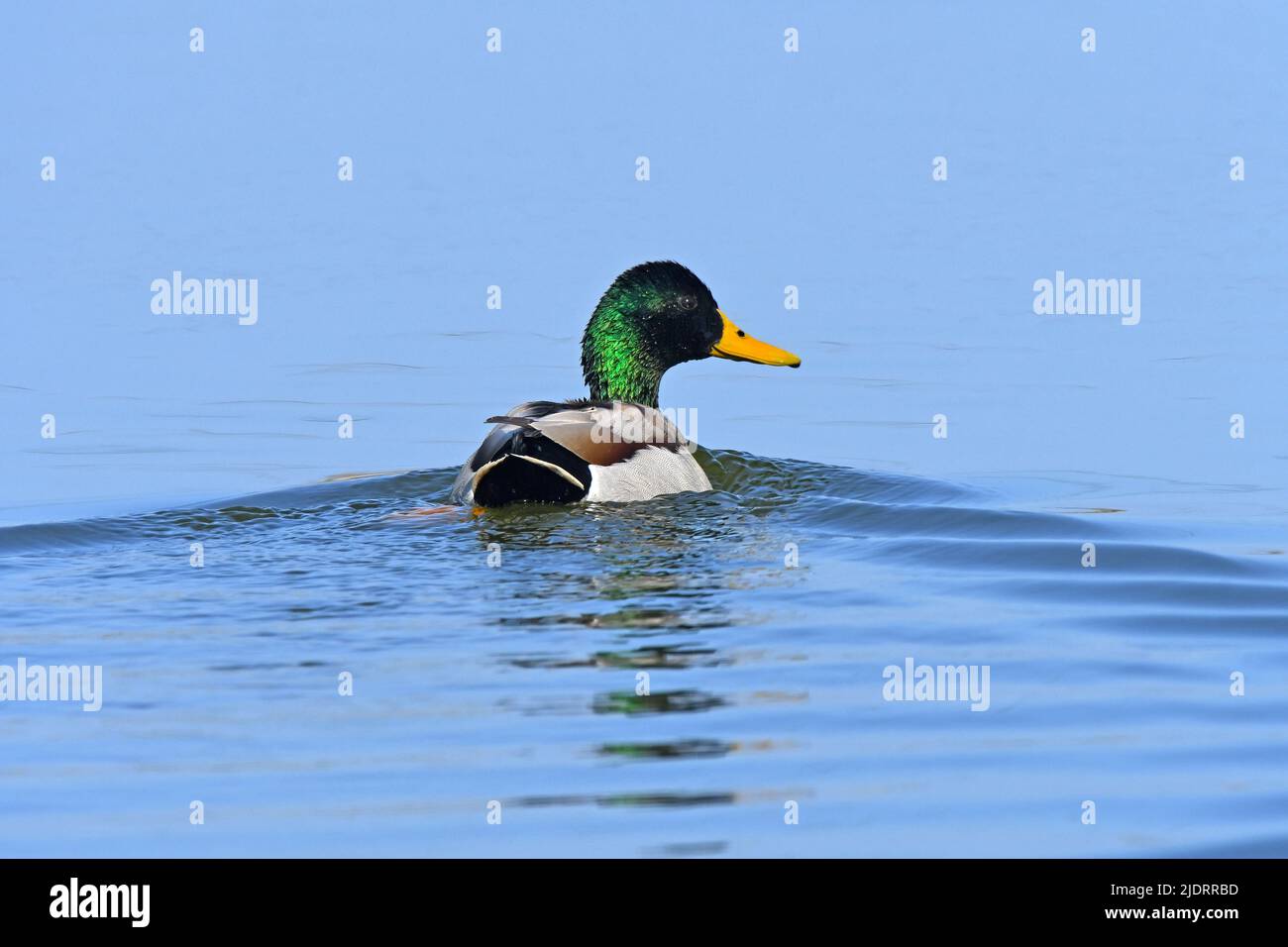 Stockenten Männchen schwimmen weg und hinterlassen eine Wake hinter sich Stockfoto
