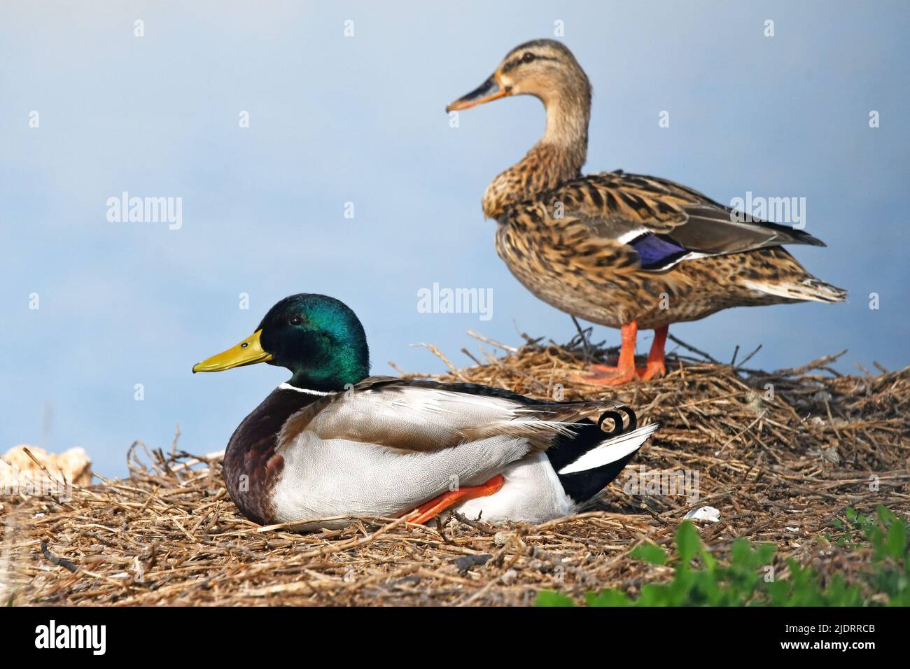 Stockenten Männchen Weibchen ruhen auf dem Land Stockfoto