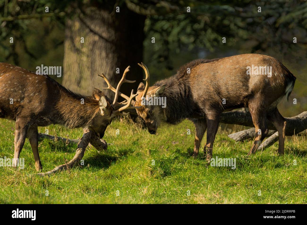 Zwei Hirsche mit großen Geweihen, die während der Wetzsaison kämpfen, Studley Royal, Ripon, England, Großbritannien. Stockfoto