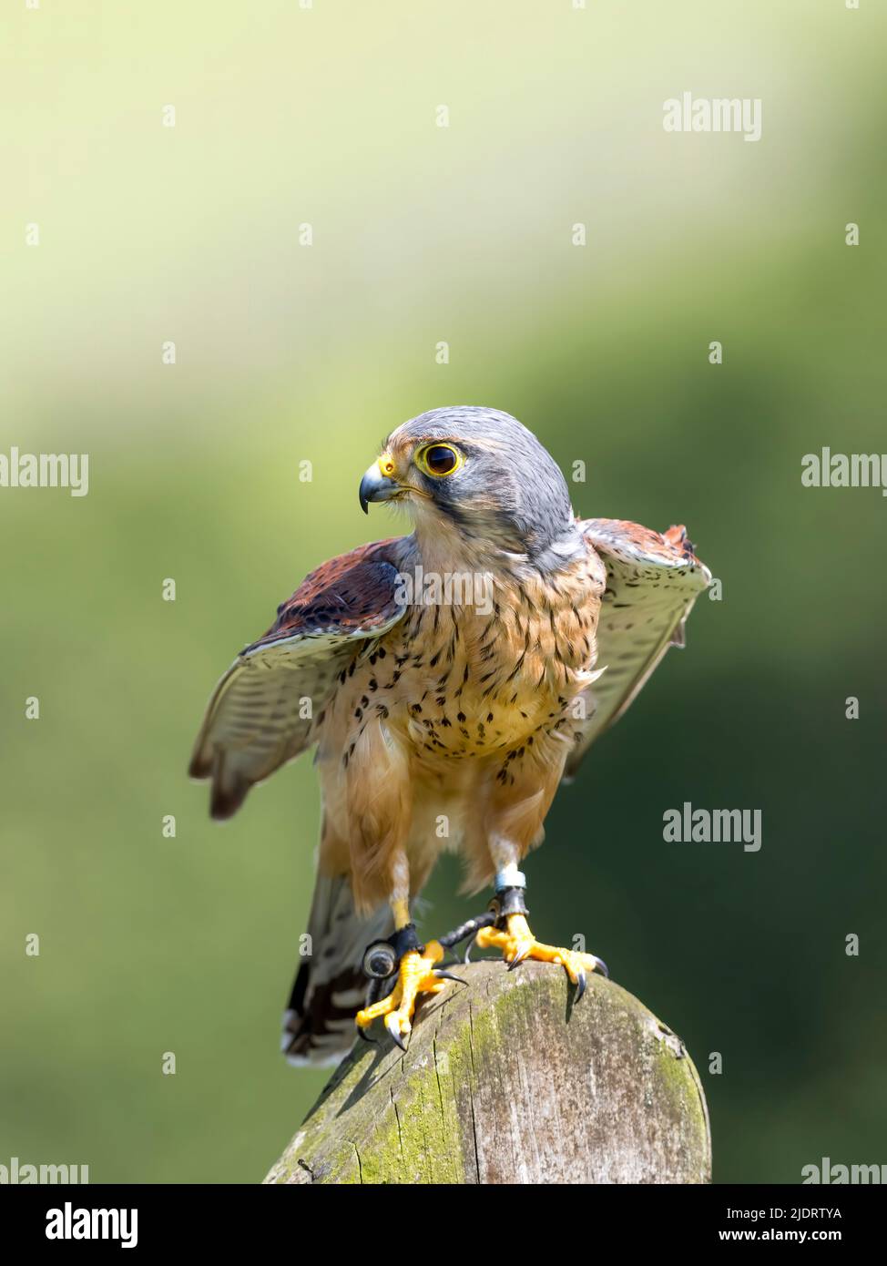 Eine Nahaufnahme eines schönen, gefangenen männlichen Kestrels (Falco tinnunculus), der seine Flügel ausbreitet. Die Füsse sind an den Beinen sichtbar Stockfoto