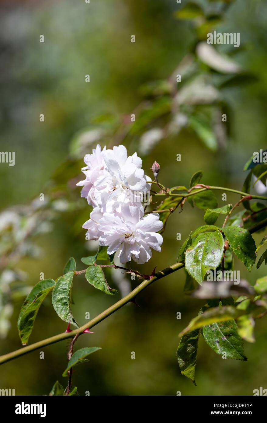 Schöne und zarte hellrosa Rambler Rose blüht auf grünem Laubgrund Stockfoto