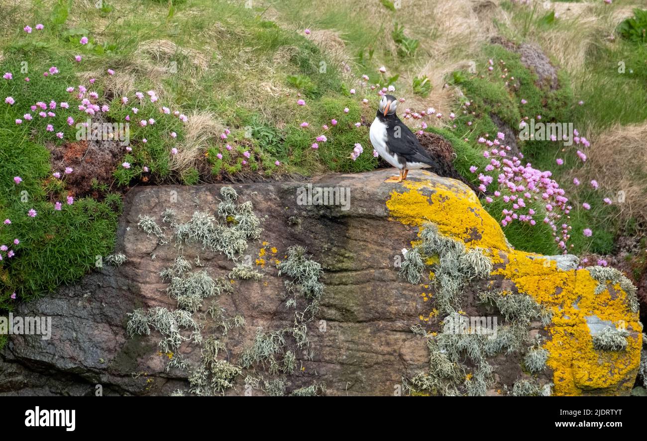 Puffin auf der Klippe auf Handa Island bei Scourie in Sutherland an der Nordwestküste Schottlands. Stockfoto