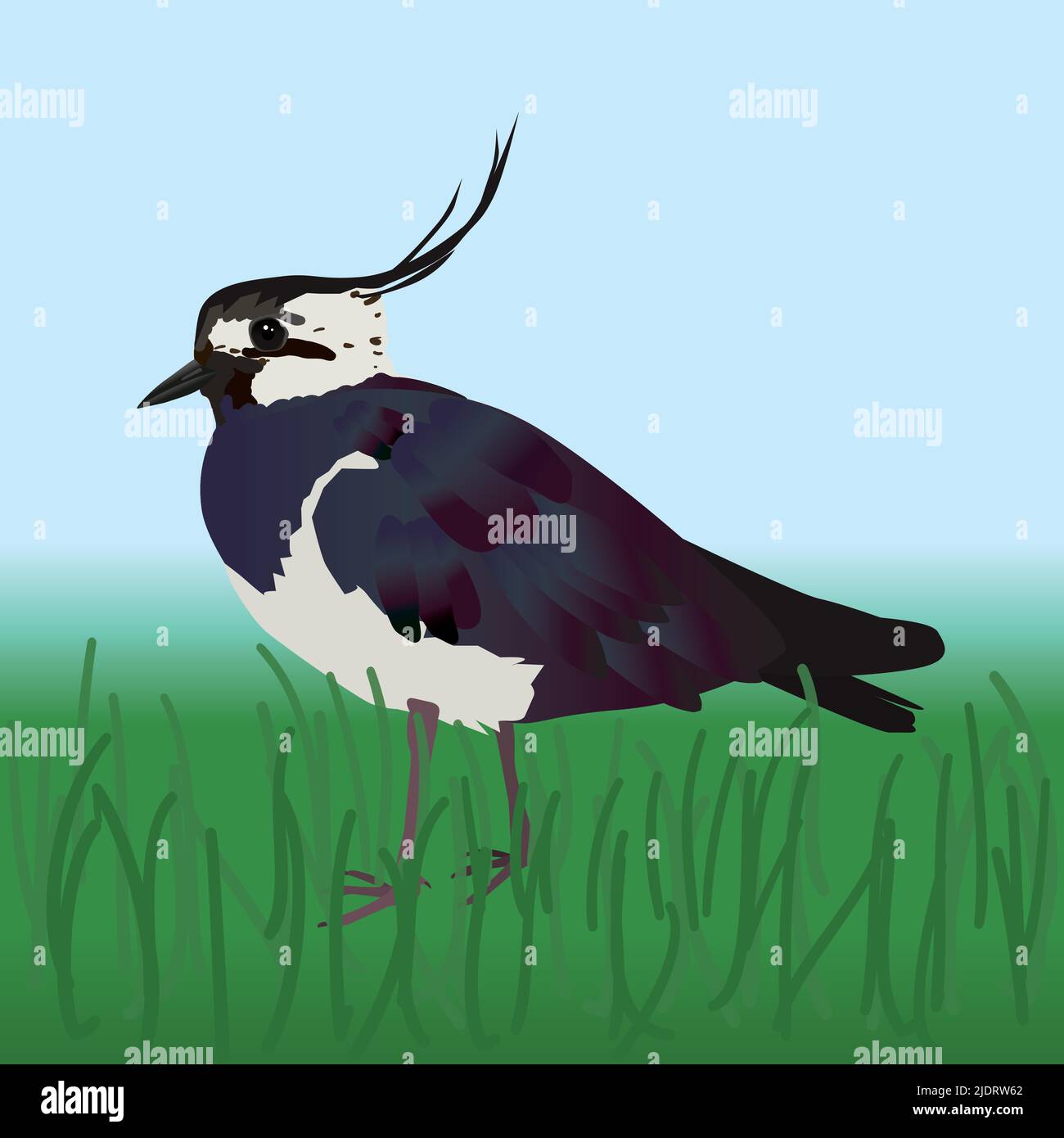 Eine Vektordarstellung eines nördlichen Kiebes. Der Vogel läuft auf einem Feld mit Gras. Stock Vektor