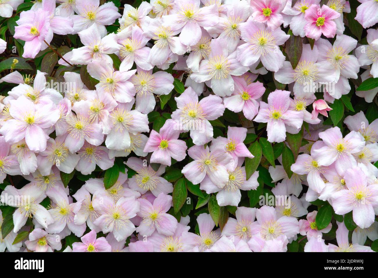 Blumen des Kletterers Clematis Montana var Elizabeth Stockfoto