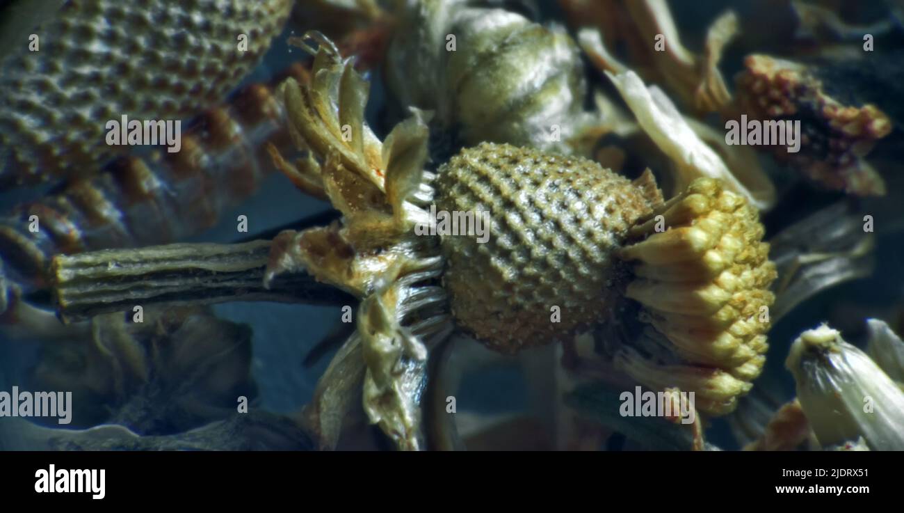 Kräuterrepertorium (trockene Vulneralpflanzen), offizinale Mischung für Kräutertee. Apotheke Gänseblümchen (Matricaria chamomilla) getrocknete Teile (extreme Nahaufnahme) als Mittel Stockfoto