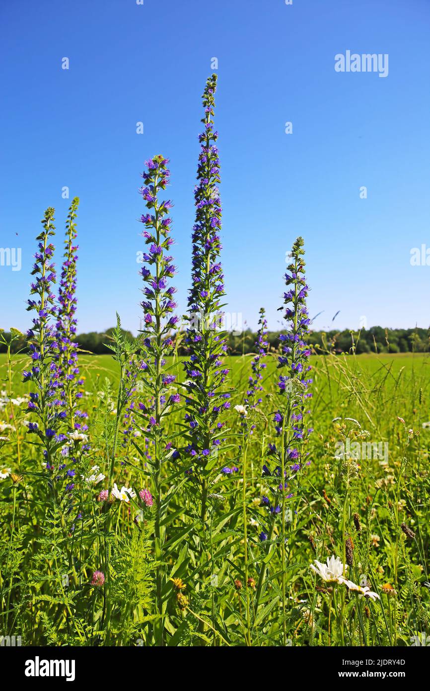 Nahaufnahme von isolierten, hohen, blauen Wildblüten (echium vulgare) am grünen Rand des ländlichen Feldes, blauer Sommerhimmel - Maasduinen NP, Niederlande Stockfoto