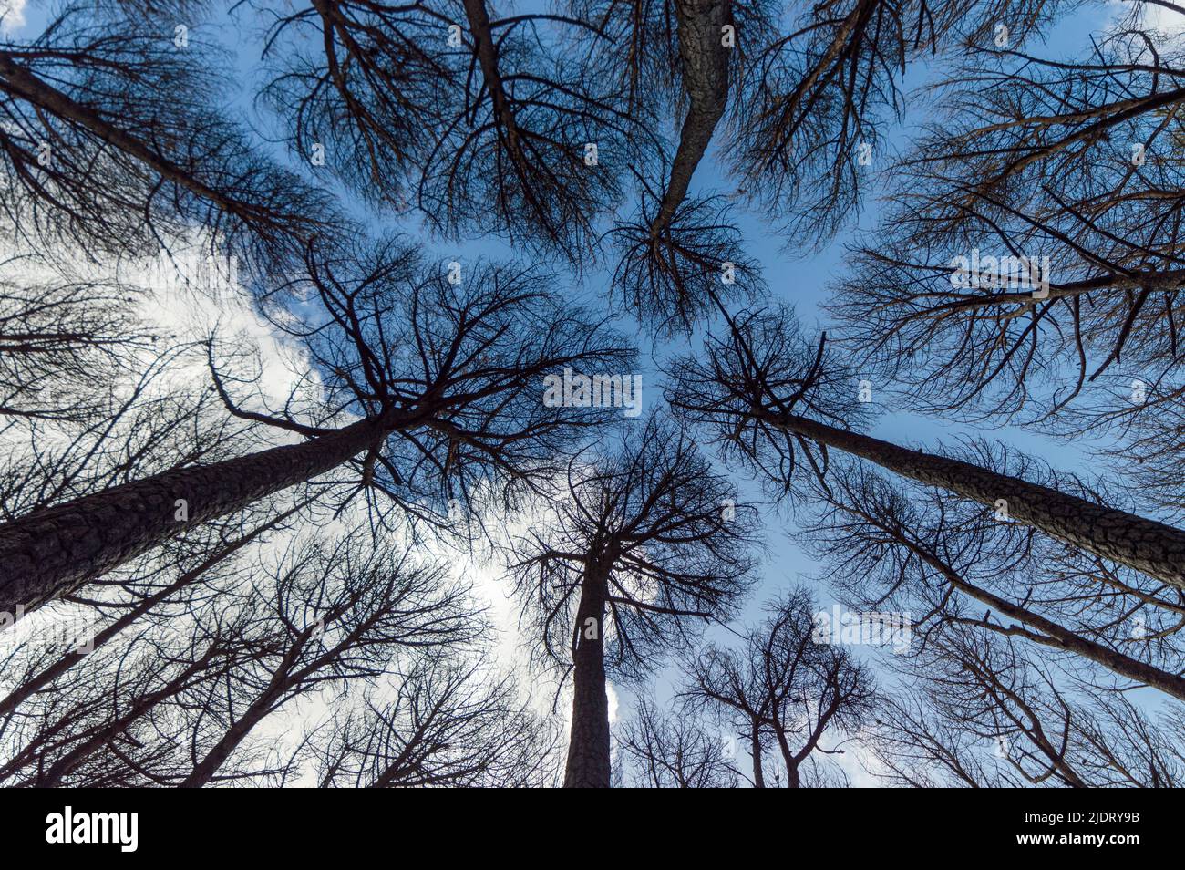 Kiefern von unten, die ein fraktales Design mit dem Himmel als Hintergrund bilden Stockfoto