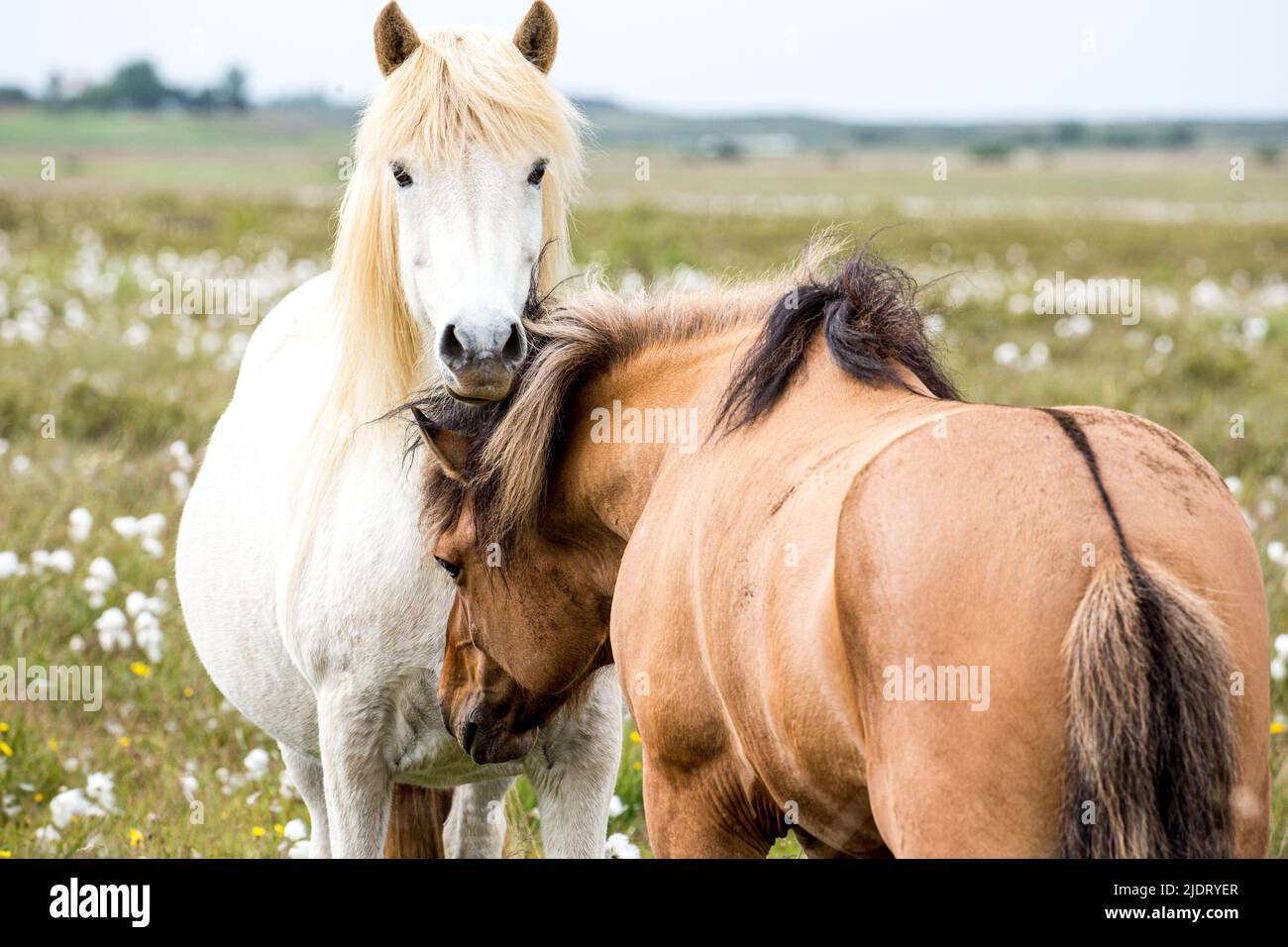 Wilde isländische Pferde grasen. Stockfoto