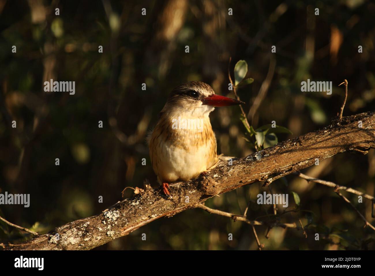 Die Schönheit Der Vögel Stockfoto