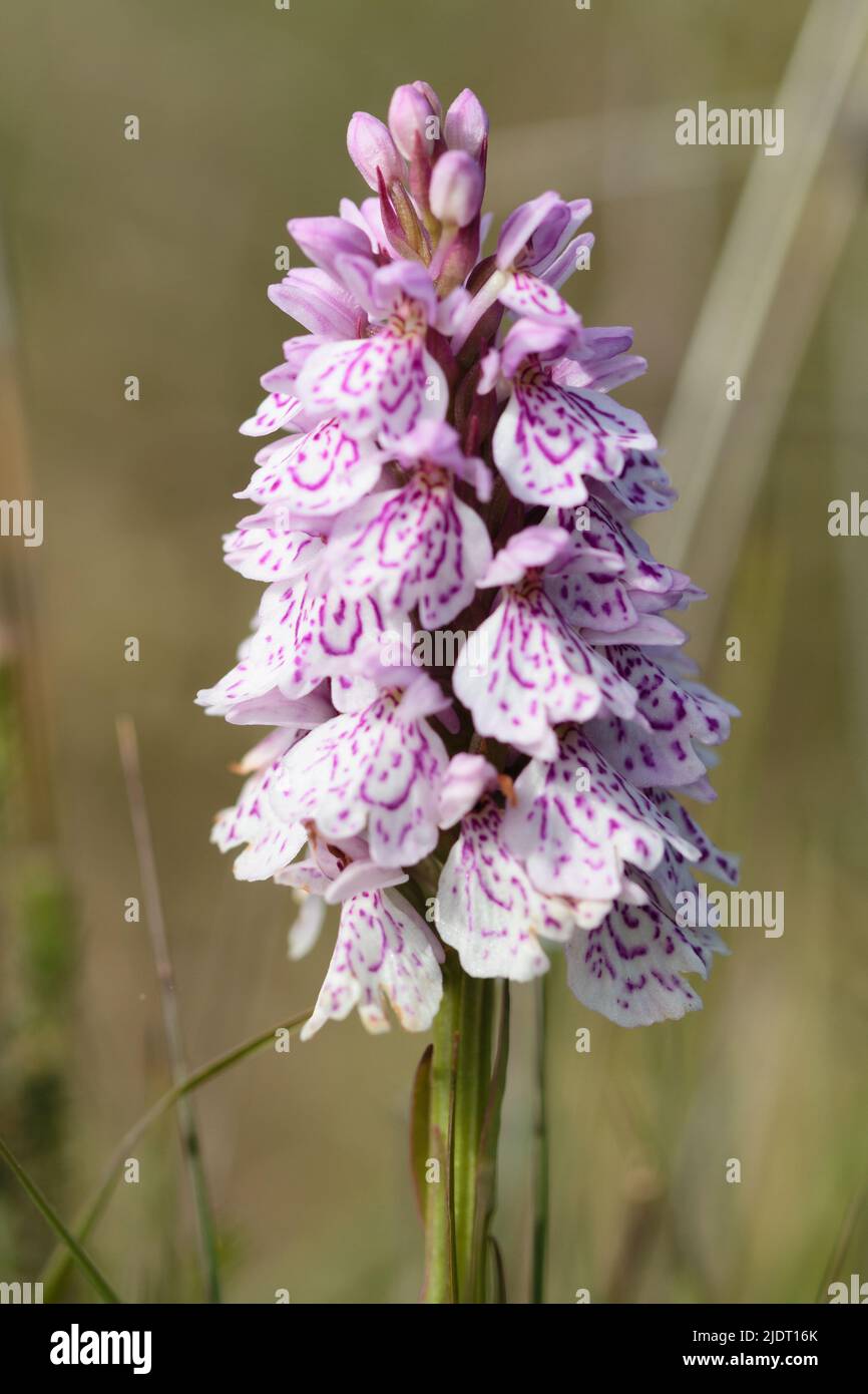 Heath Spotted-Orchid auf Goonhilly Downs, The Lizard, Cornwall Stockfoto