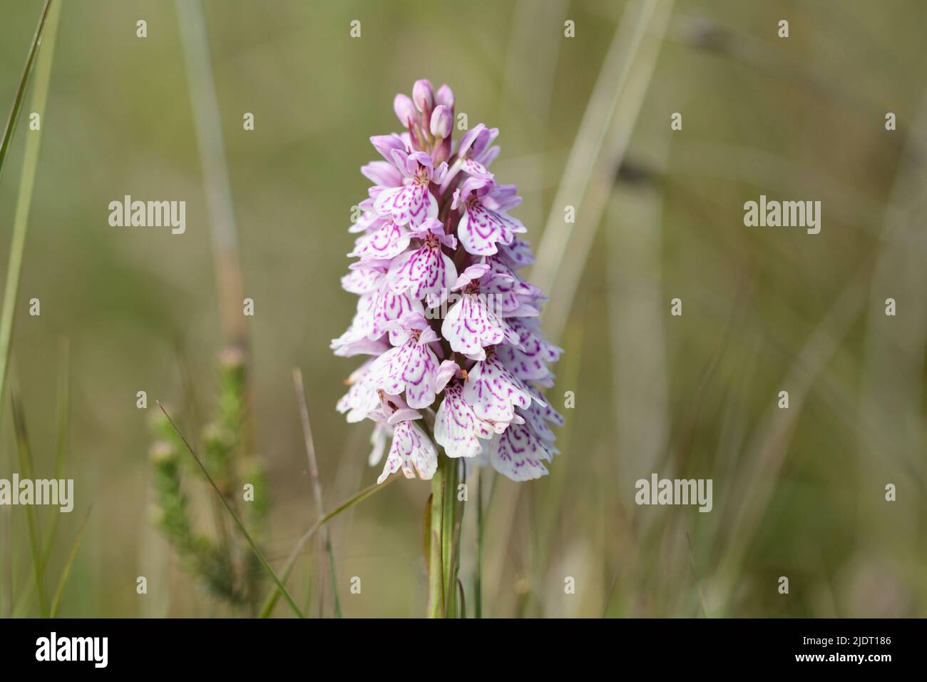 Heath Spotted-Orchid auf Goonhilly Downs, The Lizard, Cornwall Stockfoto