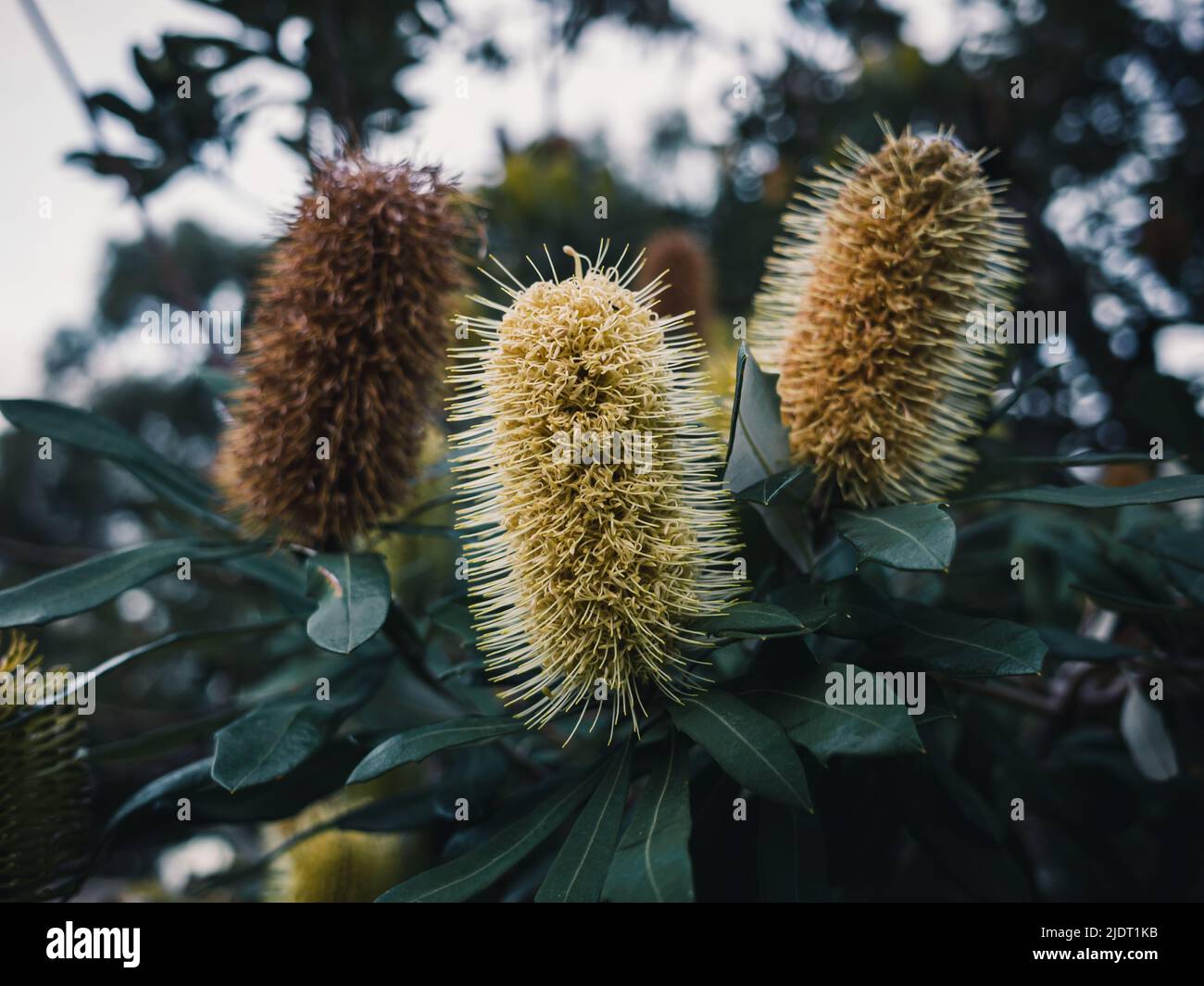 Banksia's sind australische Wildblumen und beliebte Gartenpflanzen Stockfoto