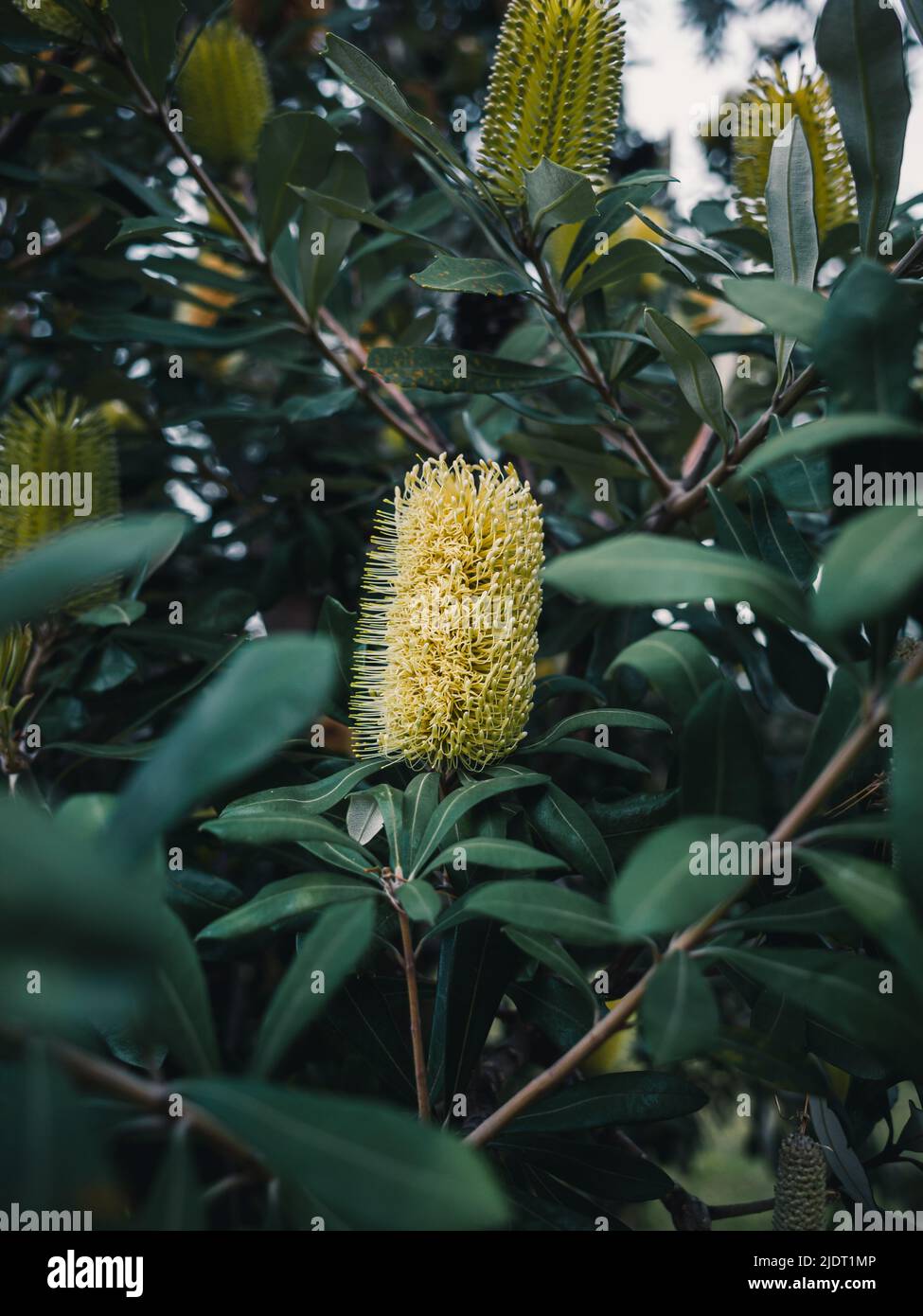 Banksia's sind australische Wildblumen und beliebte Gartenpflanzen Stockfoto