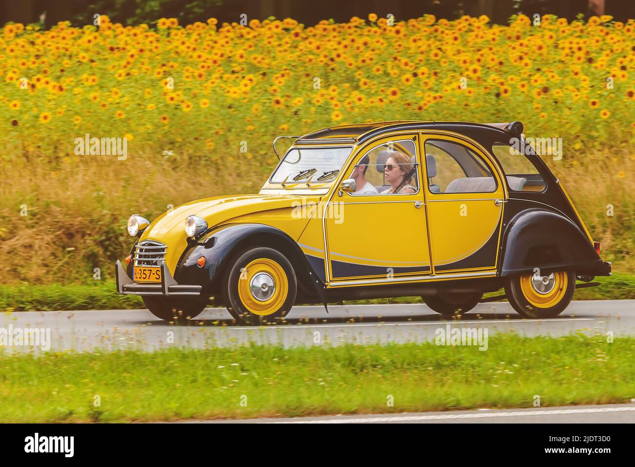 DIEREN, NIEDERLANDE - 14. AUGUST 2016: Retro-Style-Bild eines Vintage-Stadtfahrens 2CV auf einer Straße vor einem Feld mit blühenden Sonnenblumen Stockfoto