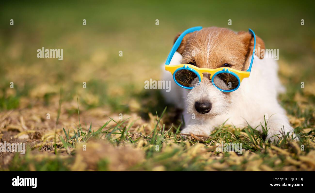 Lustige Hund Welpen tragen Sonnenbrille. Sommerbanner für Haustiere. Stockfoto