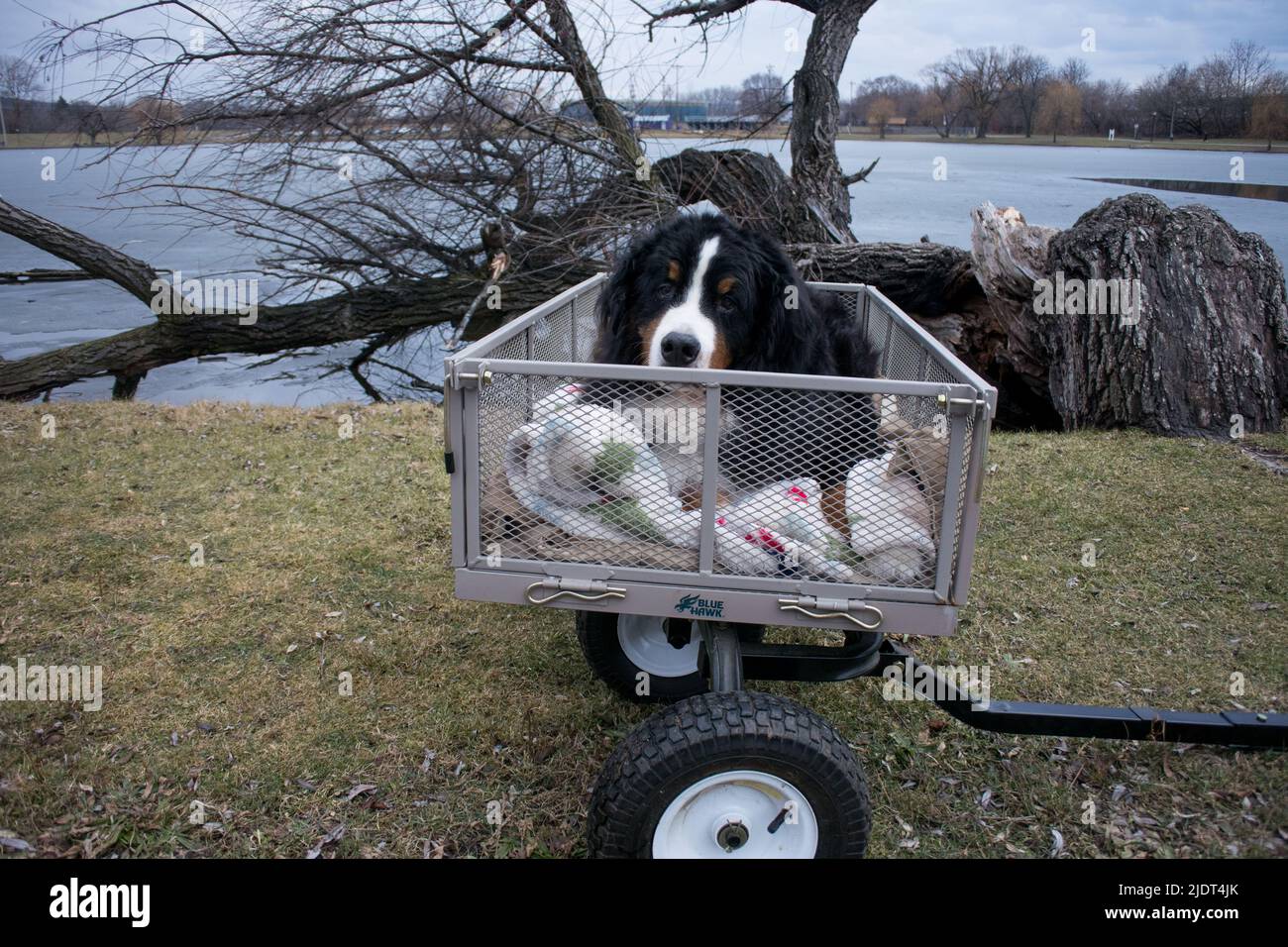 Der alte Berner Sennenhund in seinem Wagen im Park Stockfoto
