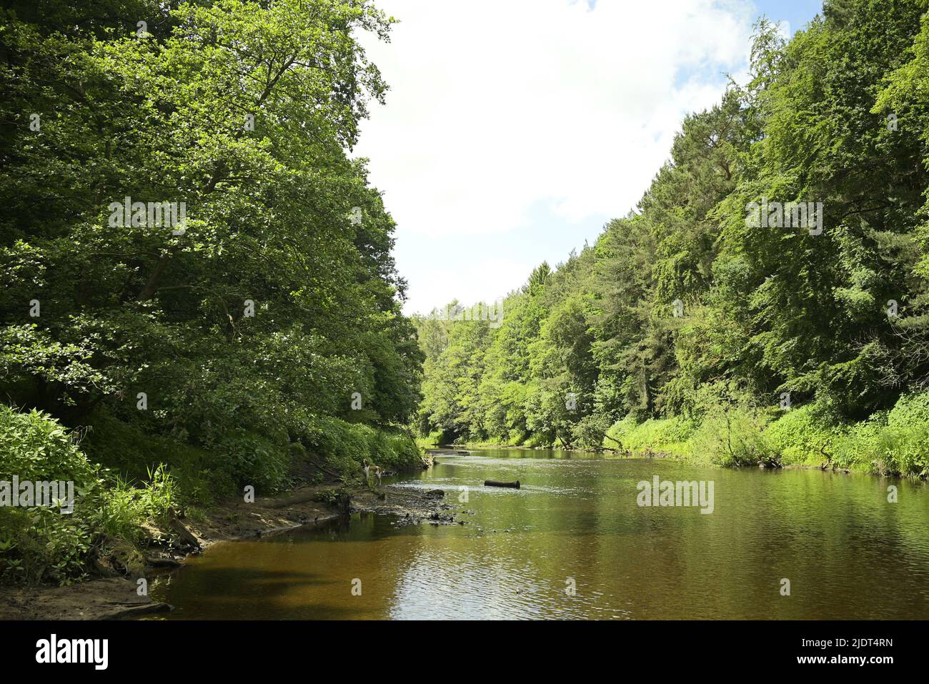 Natur entlang des Flusses Nidd Stockfoto