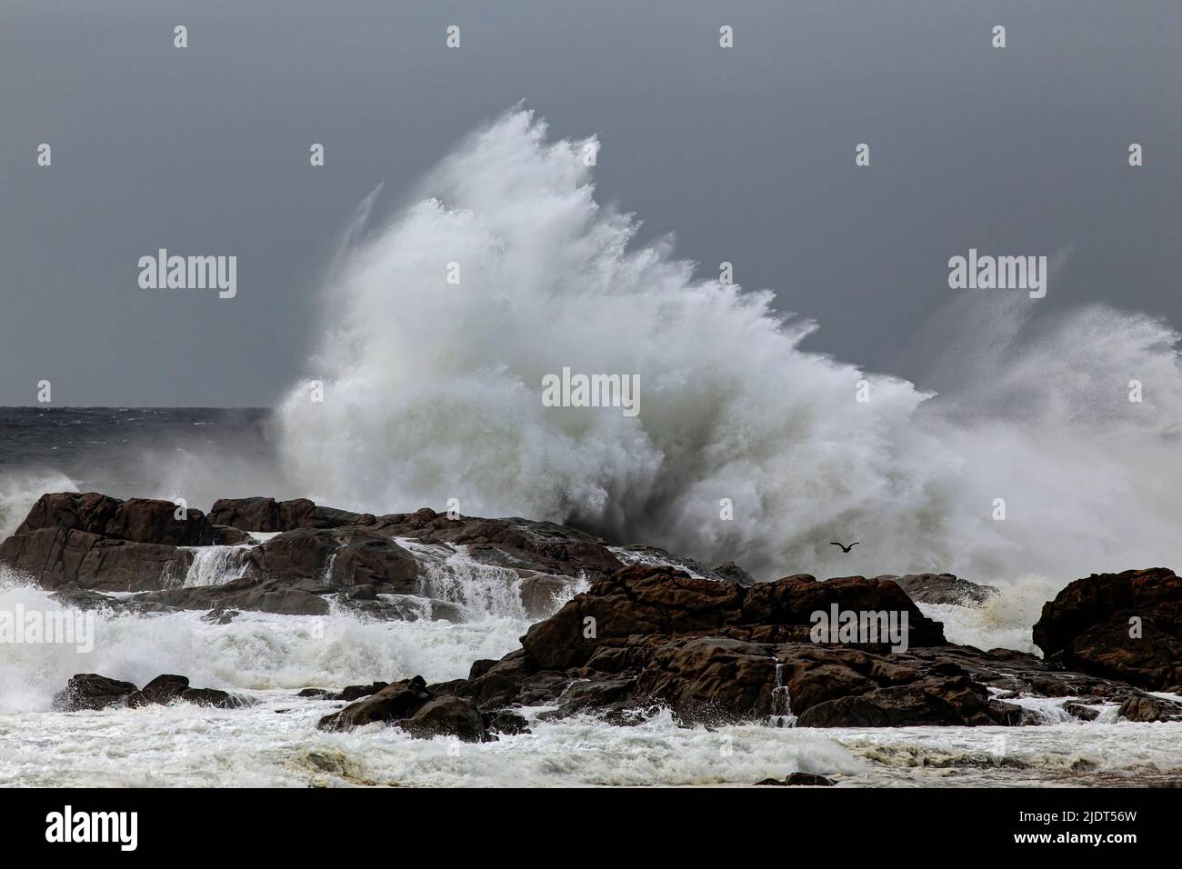 Großer stürmischer Wellen-Platsch. Nördliche portugiesische Felsküste. Stockfoto