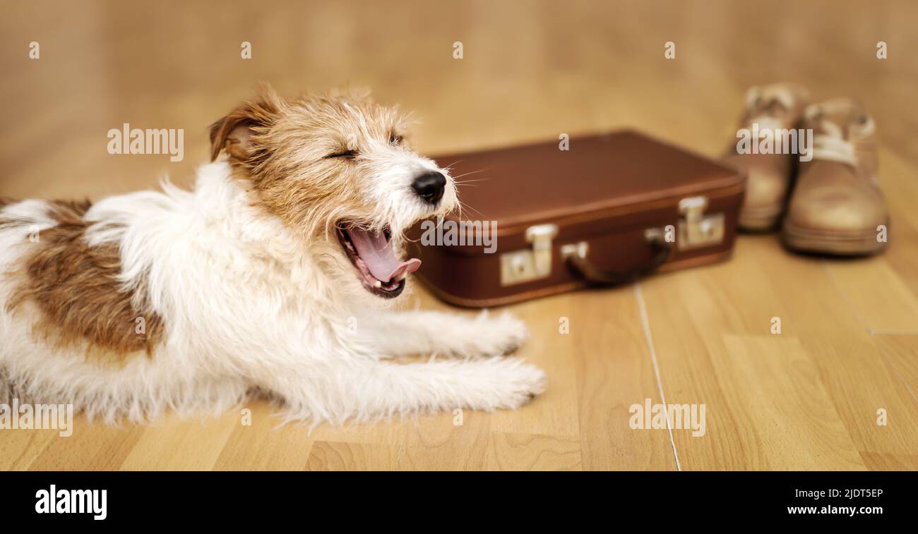 Fröhlicher, lustiger Hund, der lachend vor einem Retro-Koffer gähnt. Banner für Reisen mit Haustieren, Urlaub oder Urlaub. Stockfoto