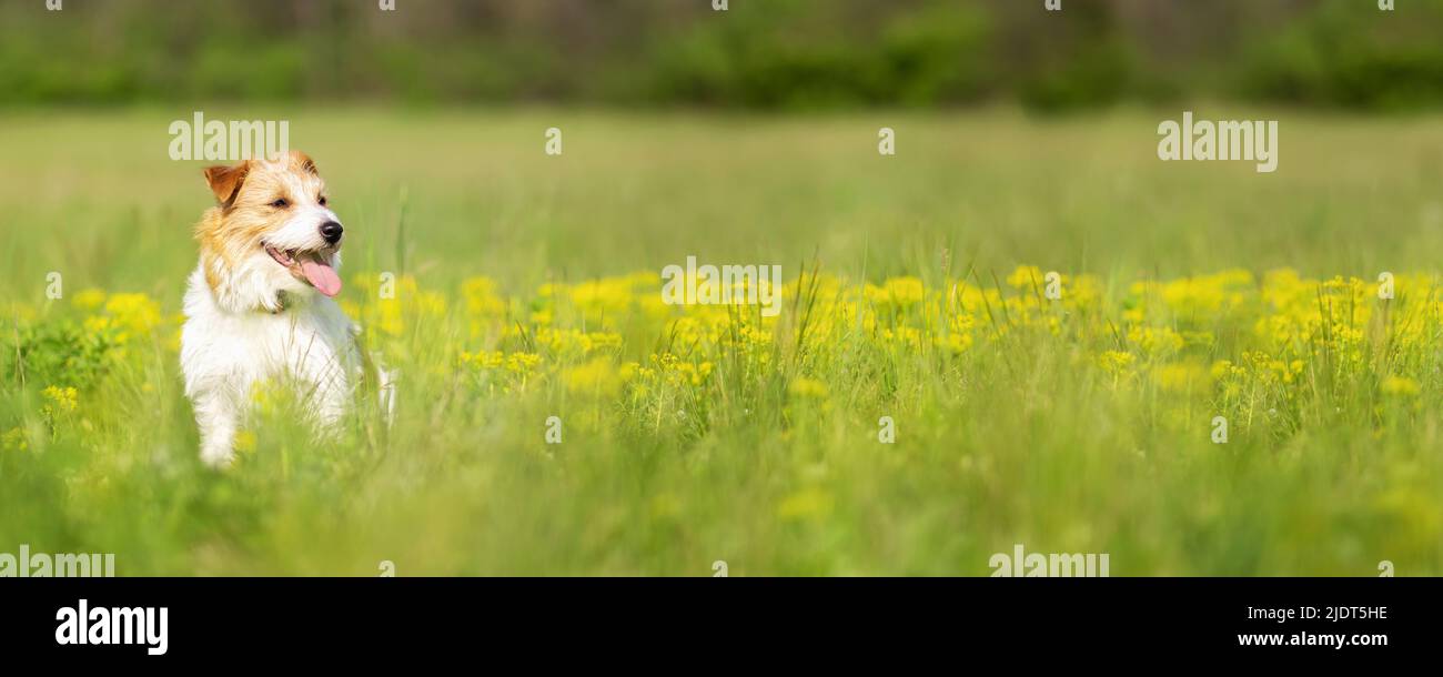 Niedliche glücklich keuchenden Hund Welpen sitzt in der Kräuterblume Feld. Banner für Naturtiere. Stockfoto