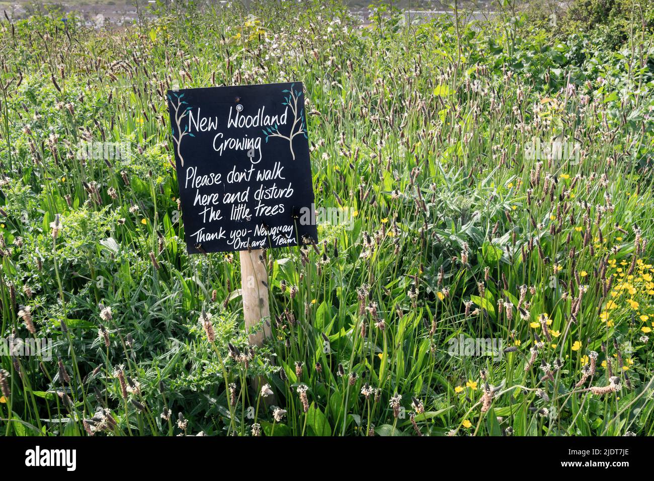 Ein Schild zum Schutz eines neu bepflanzten Waldes in Newquay Orchard eine Gemeinschaftsinitiative in Newquay in Cornwall im Vereinigten Königreich. Stockfoto