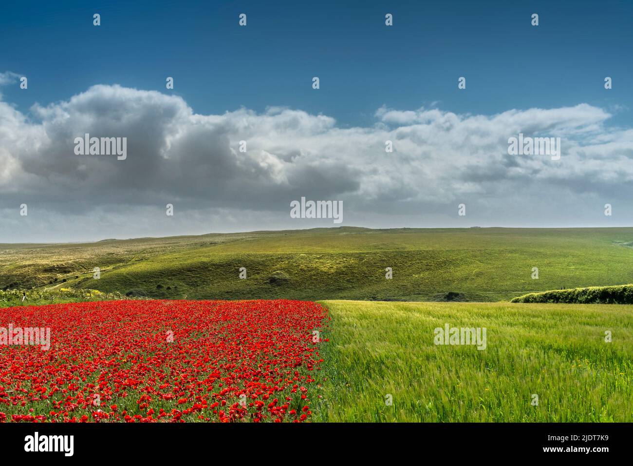 Der spektakuläre Anblick eines Feldes mit einer Hälfte gesät mit schönen Mohnblumen und die andere Hälfte mit Gerste auf West Pentire in Newquay in Cornwall Stockfoto