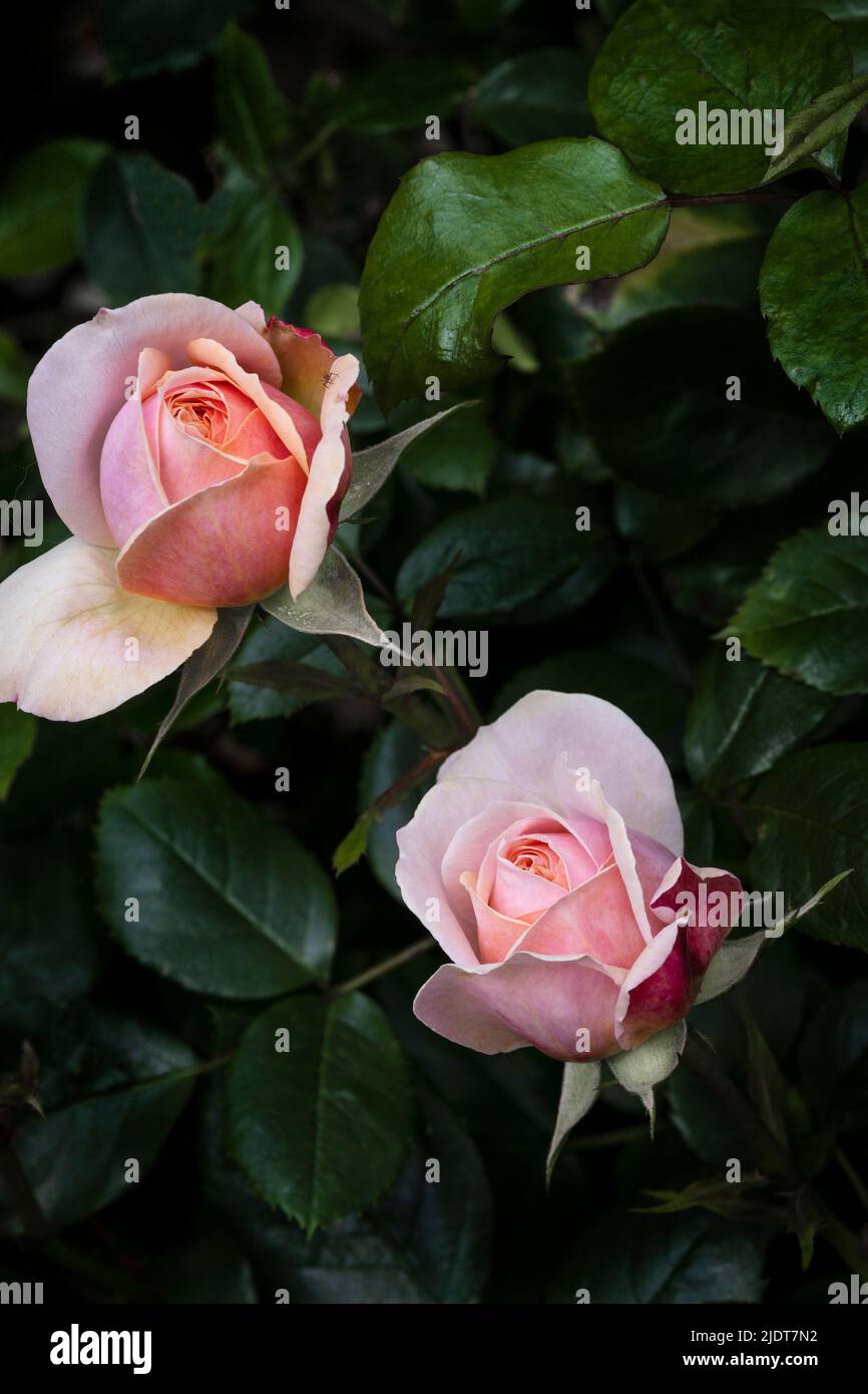 Rosa Joie de Vivre Korfloci eine süß duftende, hellrosa Floribunda-Rose, die in einem Garten in Newquay in Cornwall in Großbritannien wächst. Stockfoto