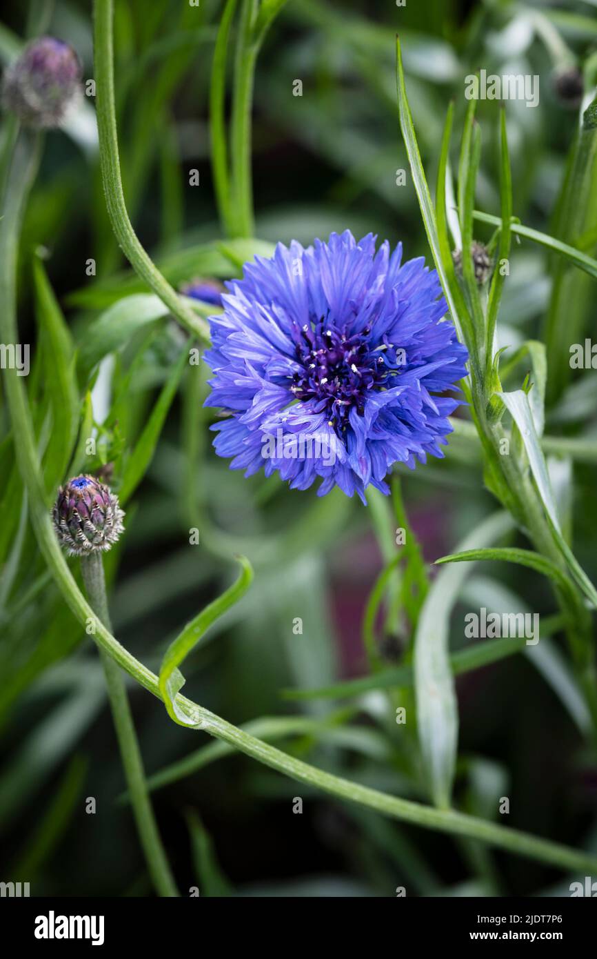Nahaufnahme einer zarten blauen Kornblume Centaurea cyanus, die in einem Garten in Newquay in Cornwall in England wächst. Stockfoto