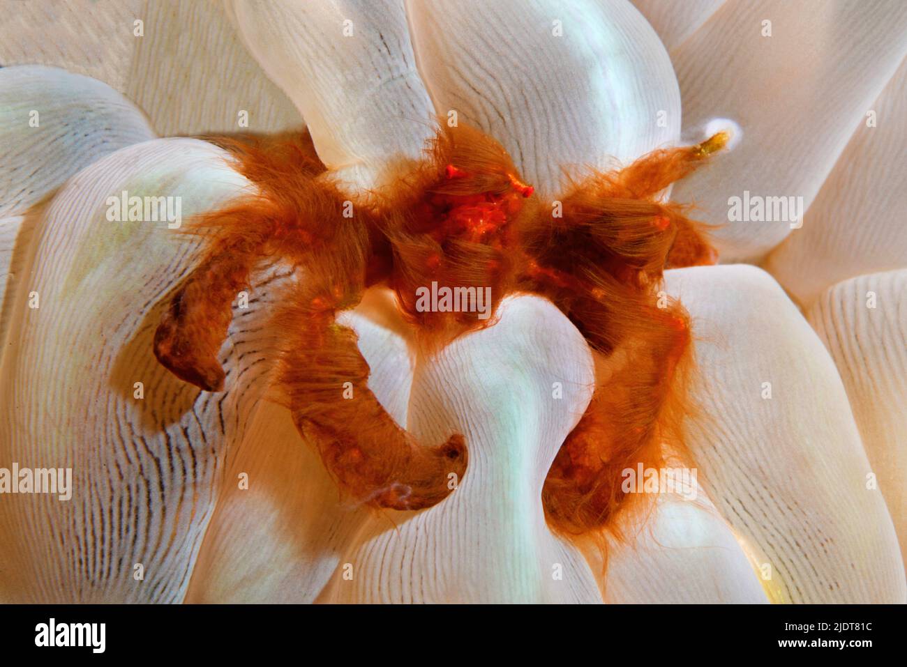 Orang-Utan-Krabbe (Achaeus japonicus) lebt in Symbiose mit der Blasenkoralle (Plerogyra sinuosa), Halmahera, Molukken-Meer, Indonesien, Pazifischer Ozean Stockfoto