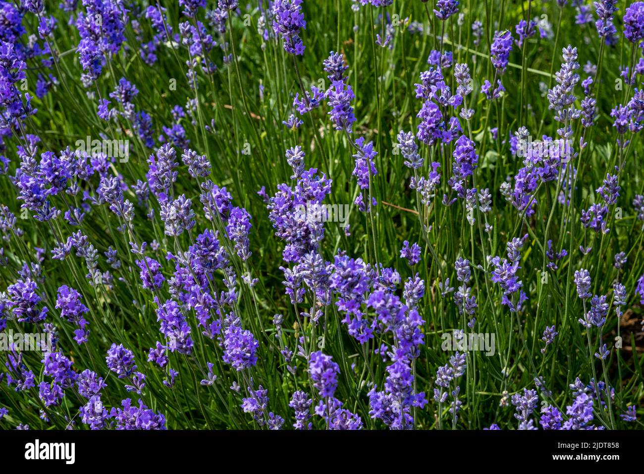 Englischer Lavendel auch bekannt als echter Lavendel, Gartenlavender und gewöhnlicher Lavendel Stockfoto