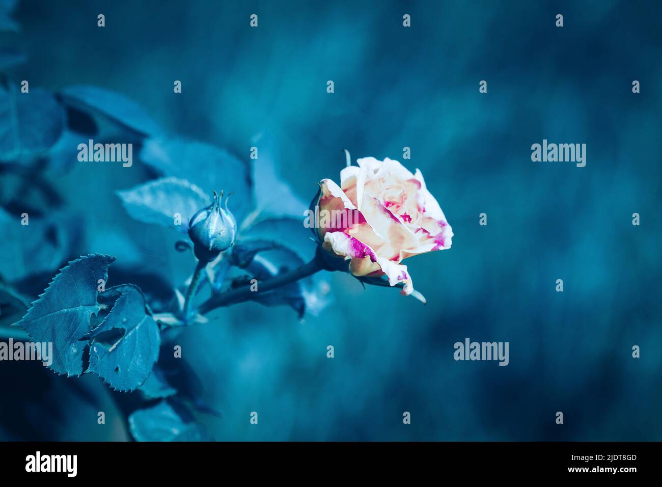 Nahaufnahme der Rosenblume mit unscharfem Hintergrund in blauer Filterfarbe. Stockfoto