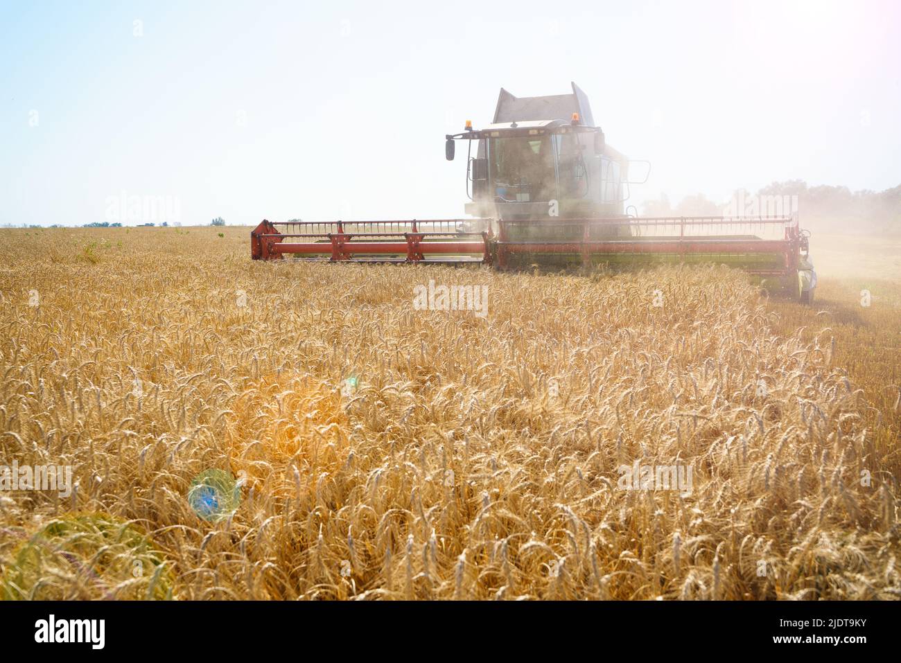 Der Mähdrescher entfernt reifen Weizen. Landwirtschaftliche Arbeit, Ernte Getreide auf dem Feld. Stockfoto