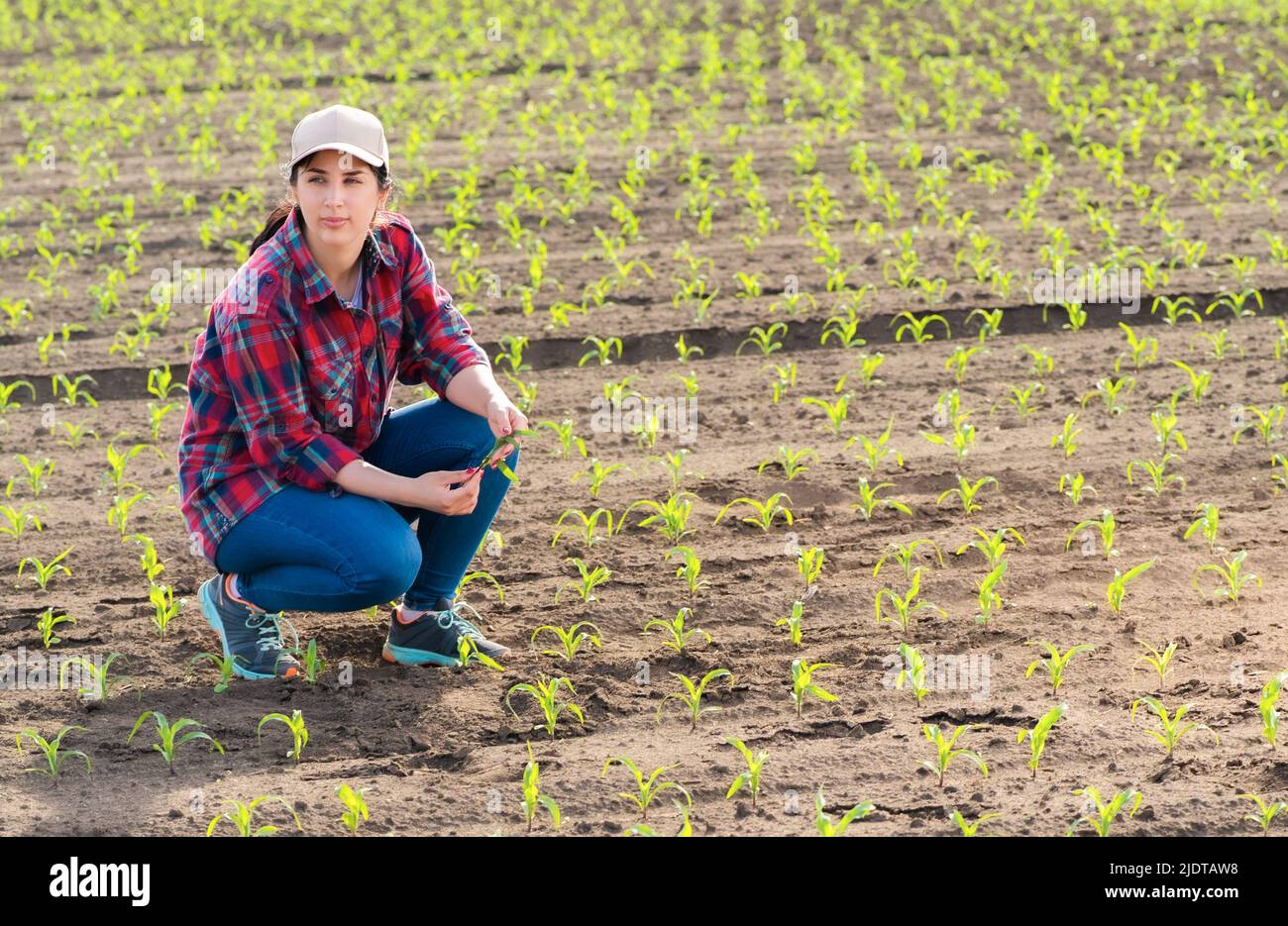 Landwirt, der Maispflanzen auf dem Feld untersucht. Landwirtschaftliche Tätigkeit auf bewirtschafteten Flächen. Stockfoto