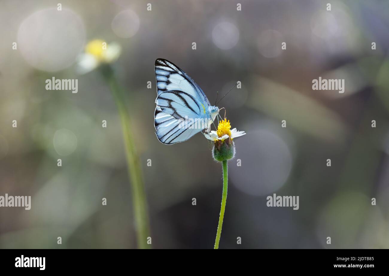 Gestreifter Albatross-Schmetterling mit Blumen auf Bokeh verwischen Hintergrund Stockfoto