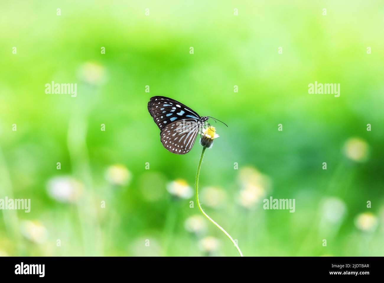 Dunkelblauer, glasiger Tiger-Schmetterling mit Blumen auf Bokeh verwischen Hintergrund Stockfoto