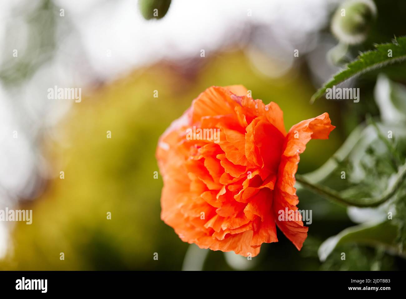 Mohnblumen im Garten an sonnigen Tagen Stockfoto