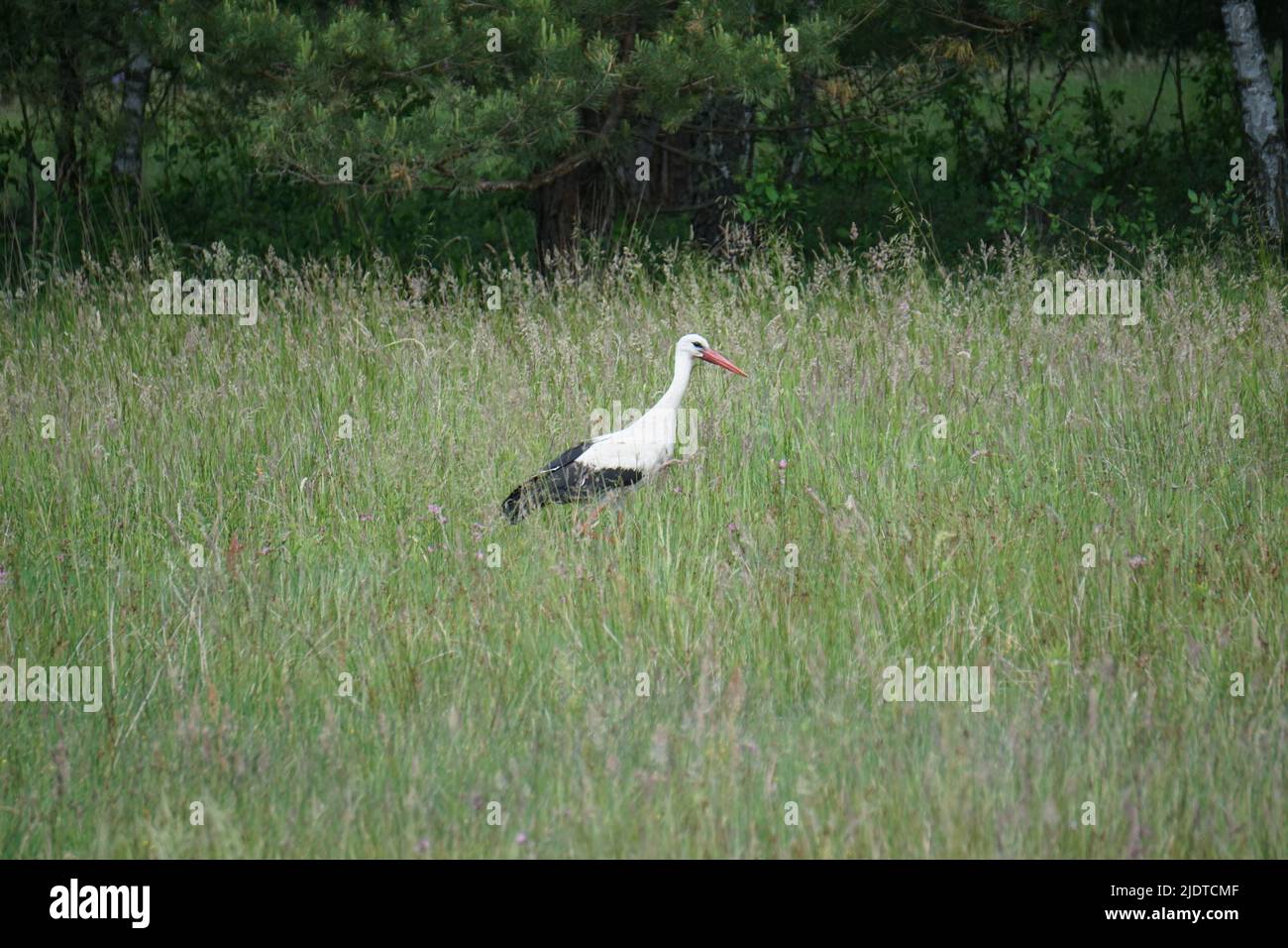 Schwarz-weißer Storch auf der Wiese Stockfoto