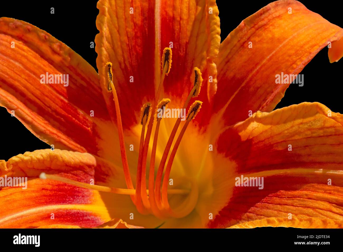 Nahaufnahme der orangen liliumblume vor schwarzem Hintergrund Stockfoto
