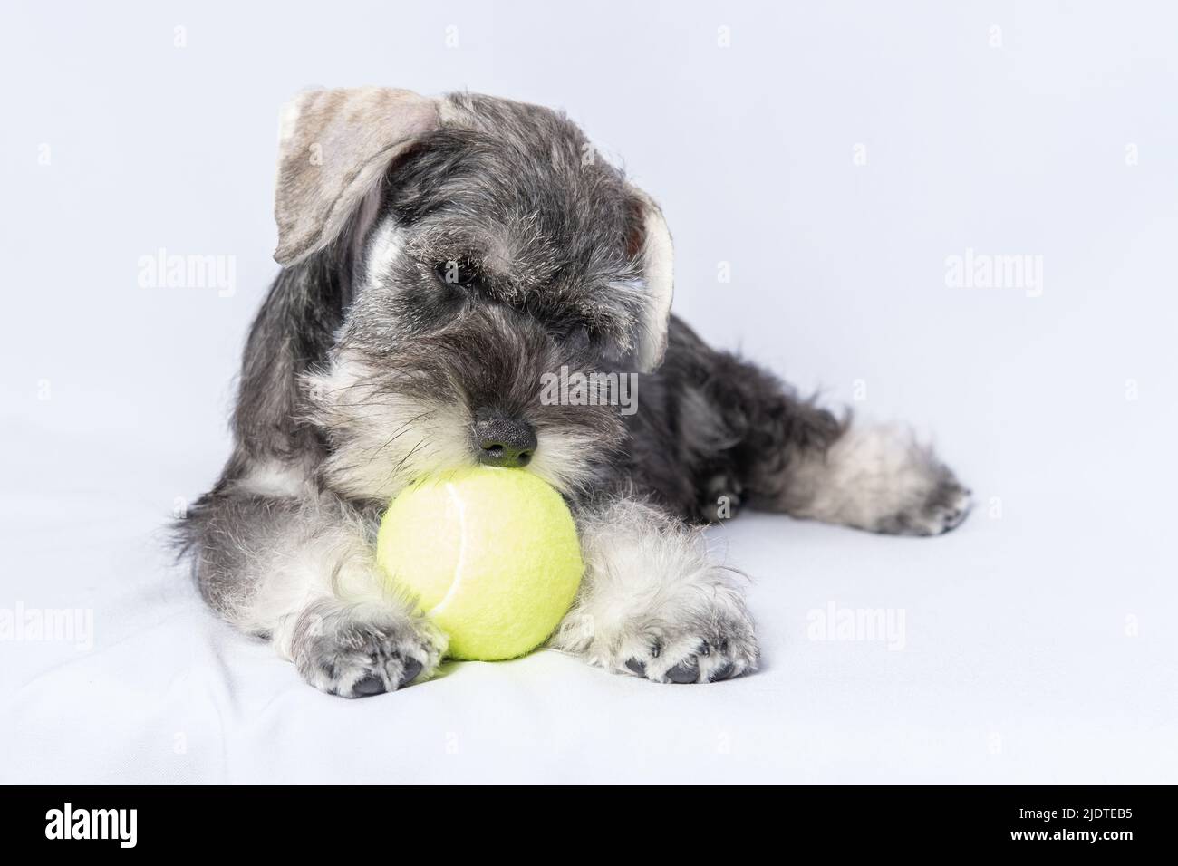 Miniatur-Schnauzer weiß-graue Farbe spielt mit einer Kugel auf einem hellen Hintergrund, kopieren Raum. Kleine Welpen Ausbildung. Hundetraining. Bärtige Miniatur-schna Stockfoto