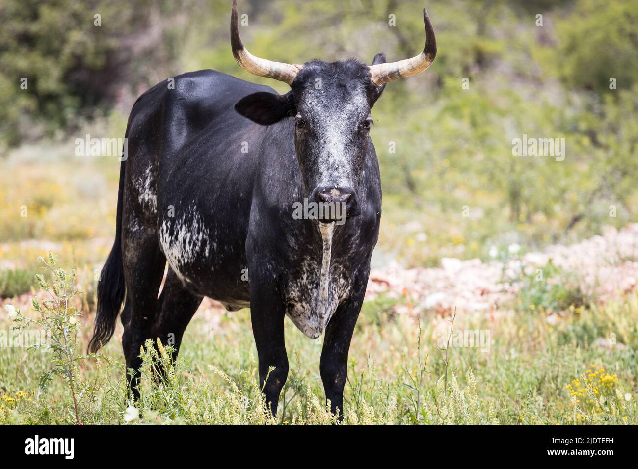 Zebu African Cattle Stockfoto