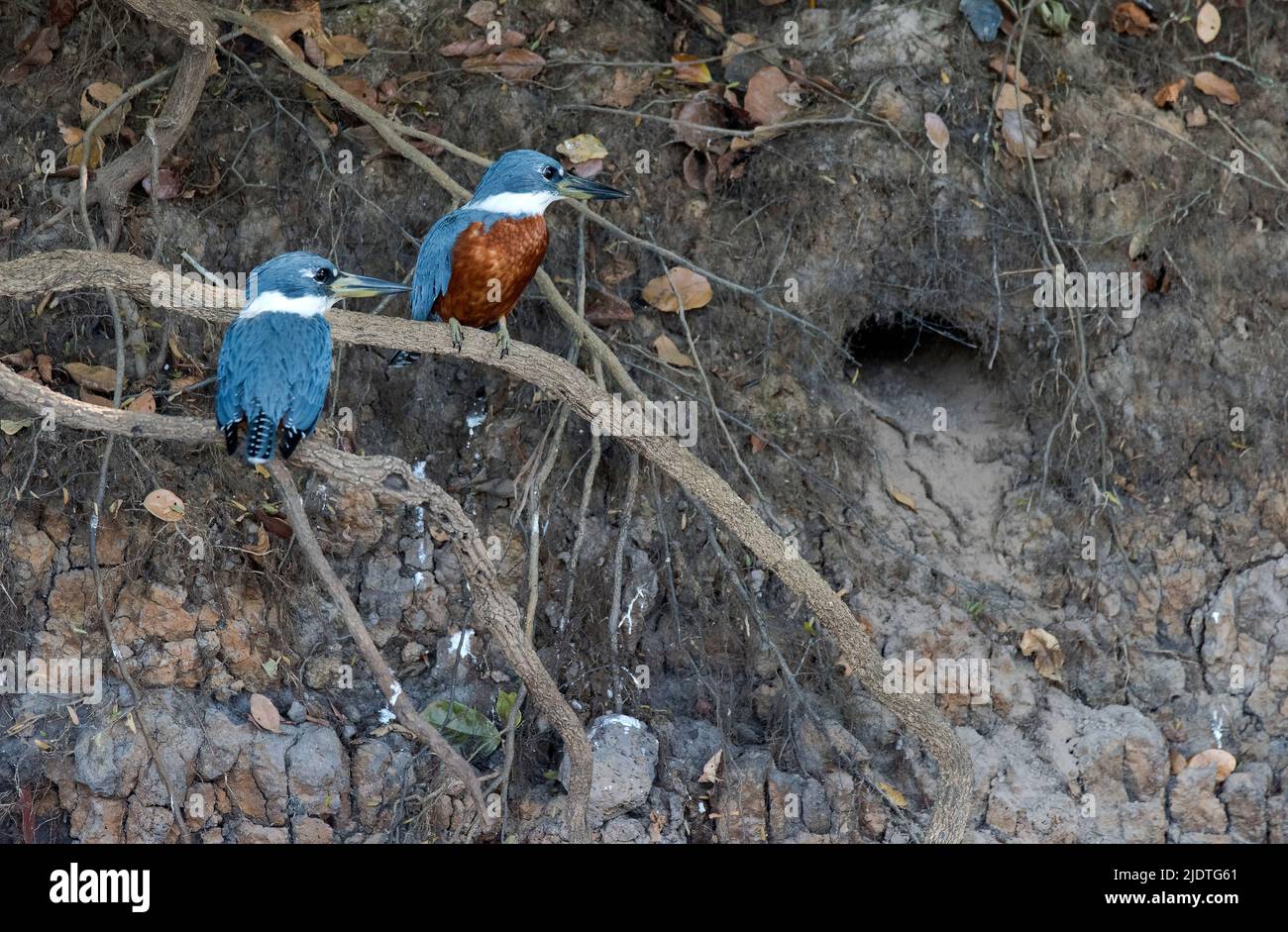 Ein Paar beringter Eisvögel (Megaceryle torquata) mit einer Nestöffnung, die am schlammigen Ufer des Flusses Cuiabá, Pantanal, Brasilien, sichtbar ist. Stockfoto