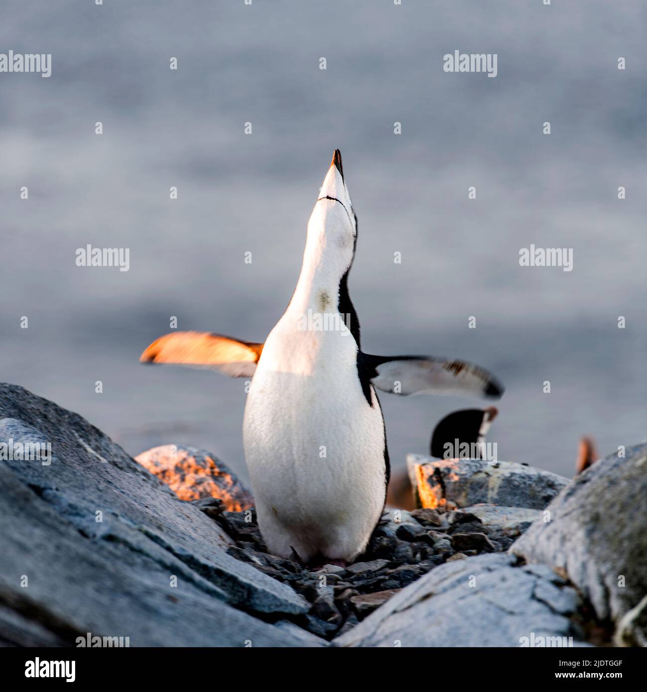 Ein Chinstrap-Pinguin (Pygoscelis antarctica) befindet sich auf der Spitze der Nützliche Insel, Antarktis Stockfoto