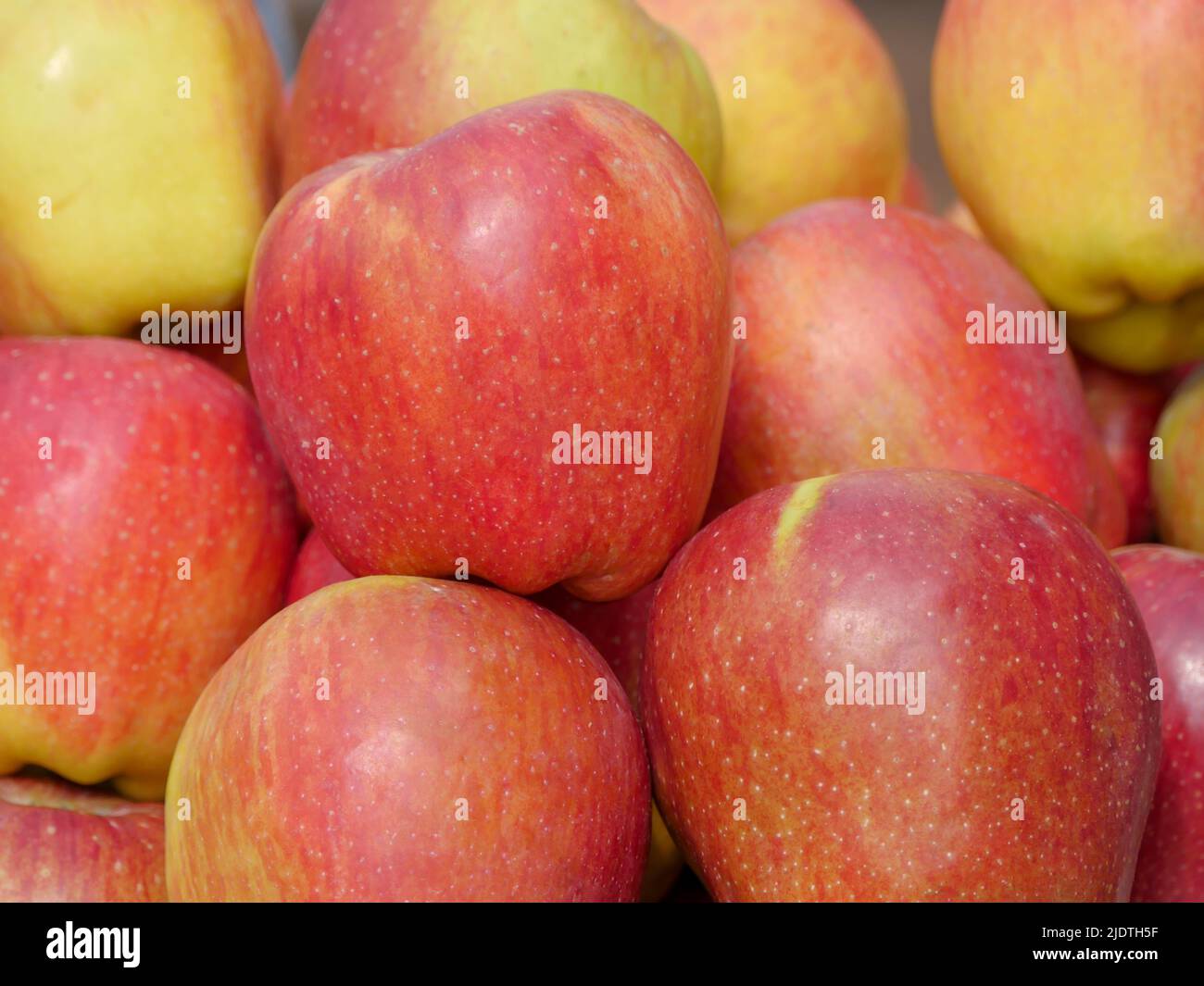 Haufen von indischen Äpfeln bereit, auf dem Apfelfruchtmarkt verkauft zu werden. Stockfoto