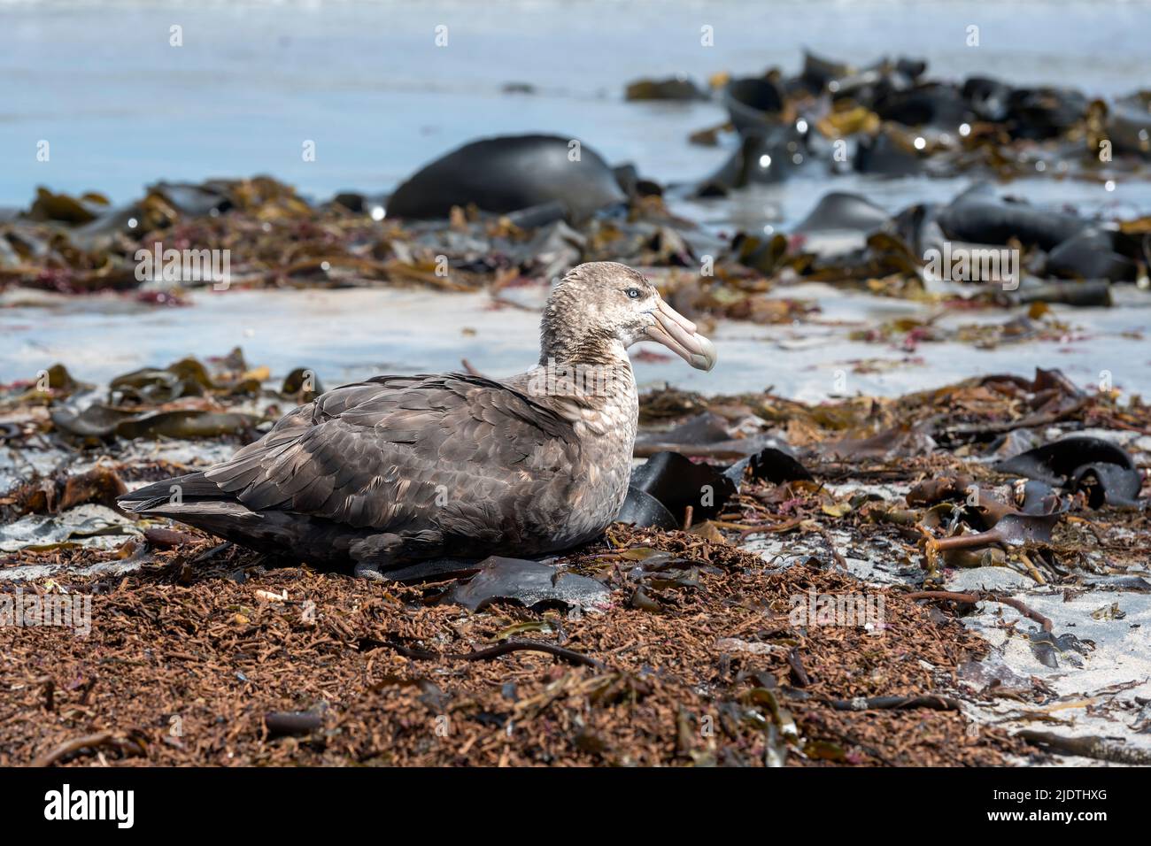 Der südliche Riesensturmvogel (Macronectes giganteus), der an der Küste der Insel Sea Lion, den Falklands, ruht. Stockfoto